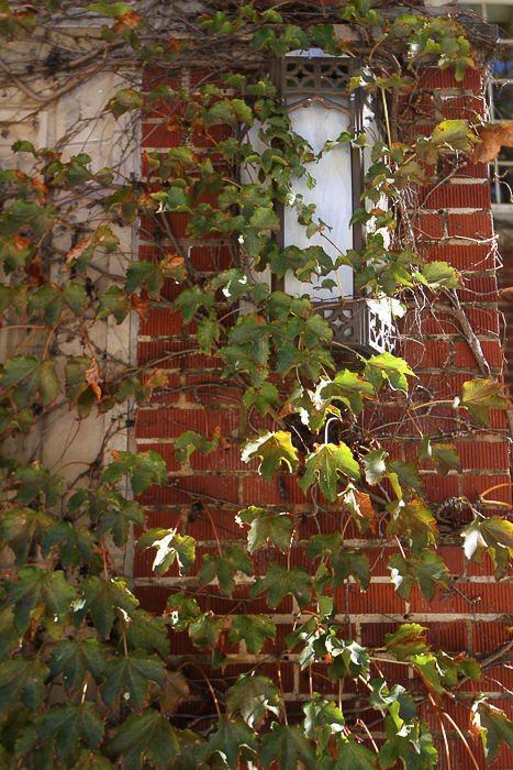 Ivy